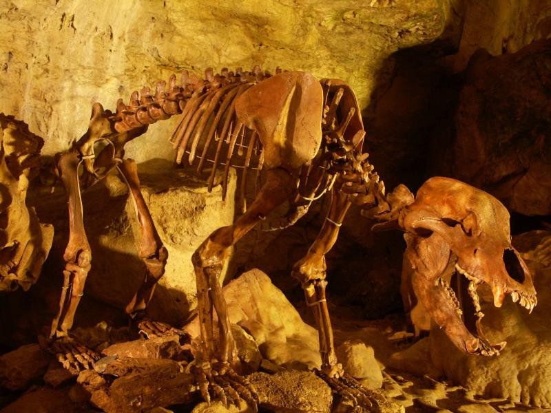 Erlebnisse Ausflugsziele Bärenhöhle Skelett