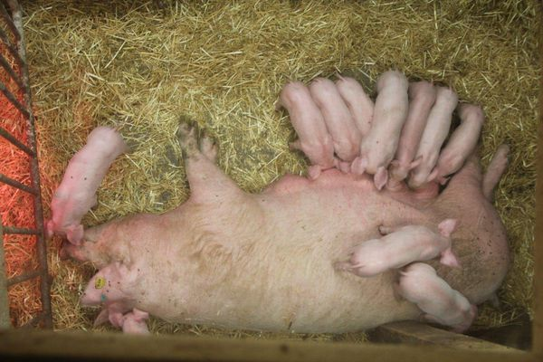 Erlebnisse Gruppenangebote Schwein mit Ferkeln