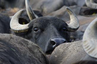 Erlebnisse Tipps für Familien Büffelreiten