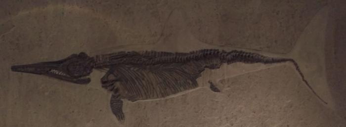 Ichthyosaurier - ein Fossil aus Holzmaden